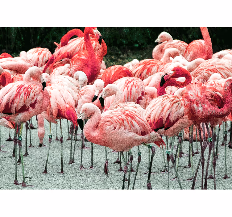 Fotobehang dieren flamingo's in een groep - TenStickers