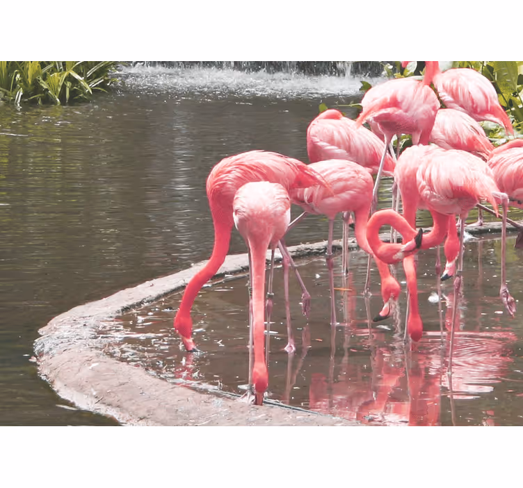Fotobehang dieren flamingo samenstelling - TenStickers