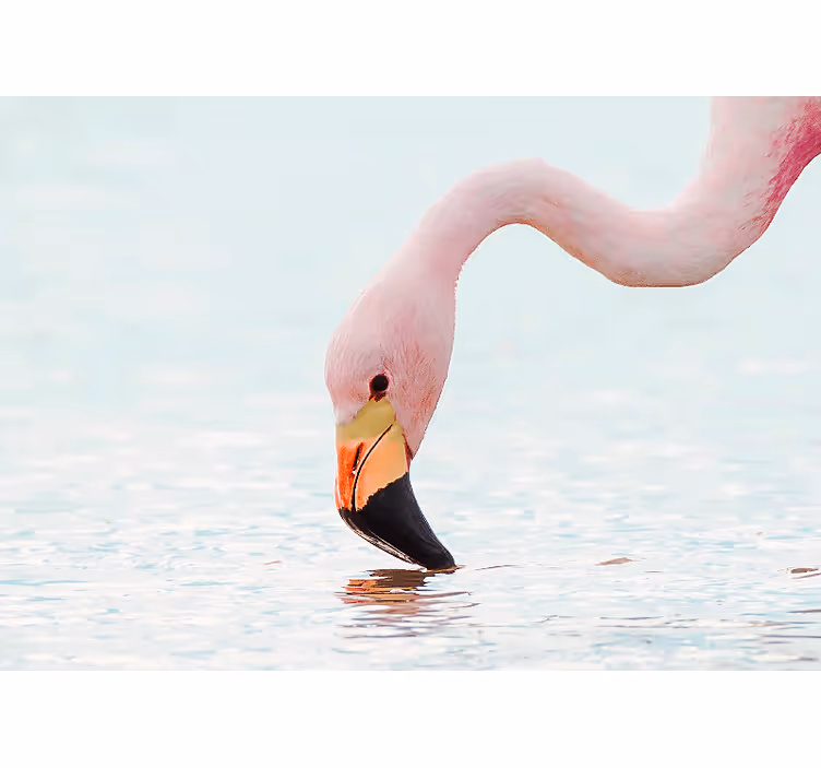 Foto behang diverse dieren flamingo waterreflectie - TenStickers