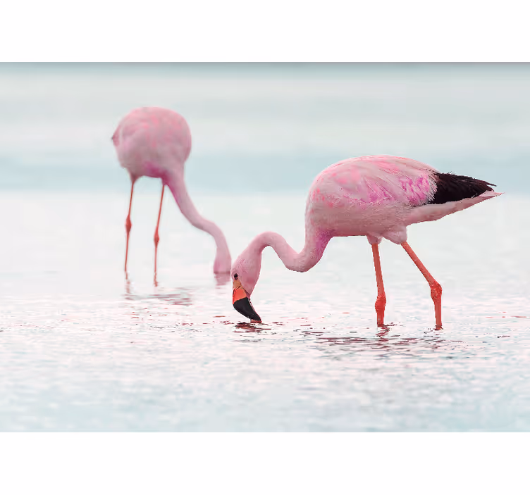 Fotobehang dieren flamingo voedingsscène - TenStickers
