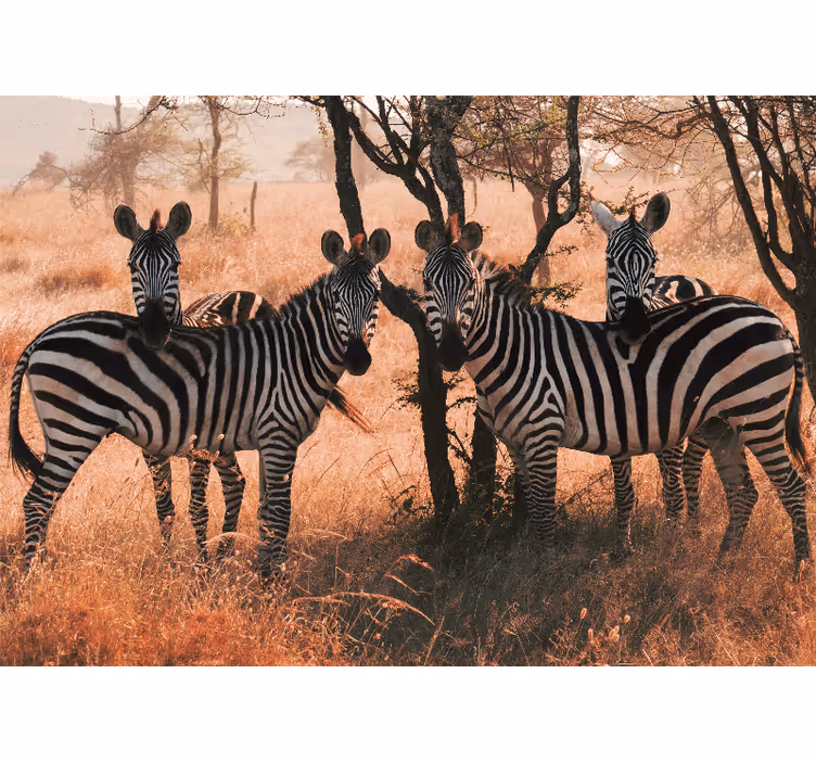 Fotobehang dieren zebras in de natuur - TenStickers