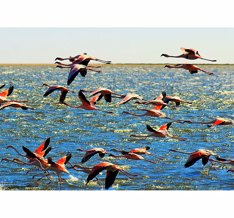 Fotobehang dieren vliegende flamingo's groep - TenStickers