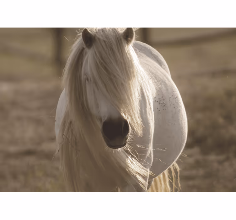 Foto behang diverse dieren koninklijke witte paard - TenStickers