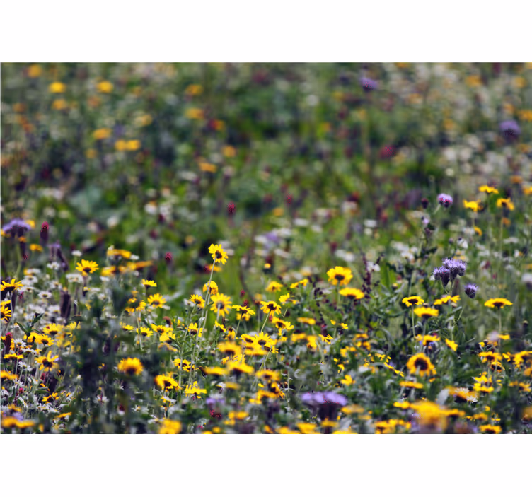 Fotobehang bloemen zonnige weide bloemen - TenStickers