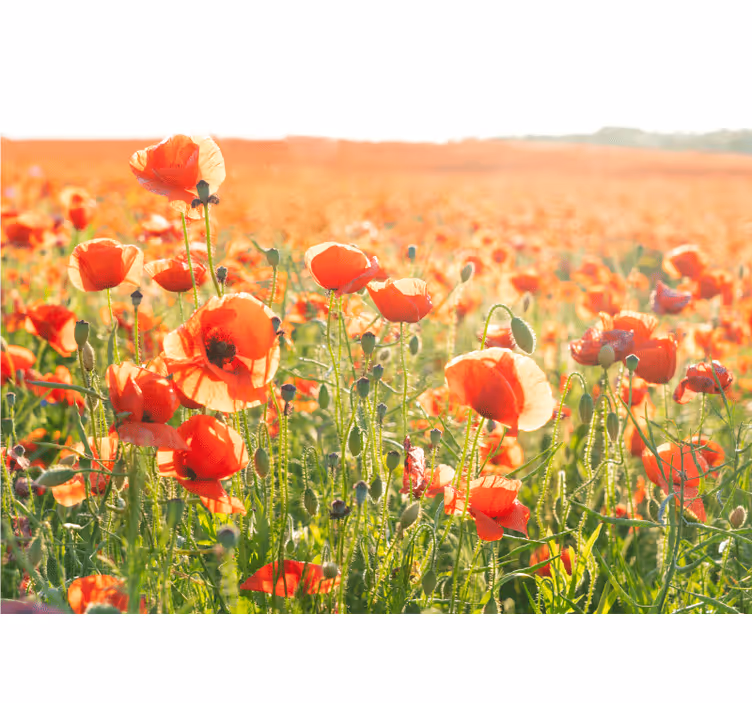 Fotobehang klaprozen zonnige poppy velden - TenStickers