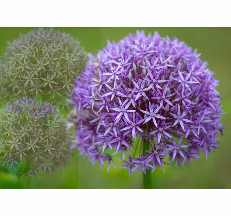 Fotobehang klaprozen paarse bloemenarrangement - TenStickers