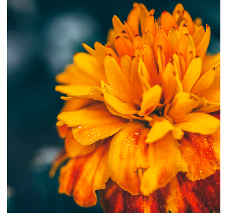 Fotobehang bloemen oranje bloem close-up - TenStickers