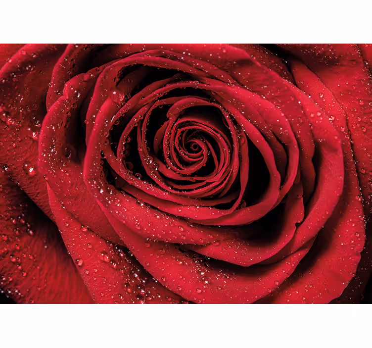 Fotobehang bloemen roos met waterdruppels - TenStickers