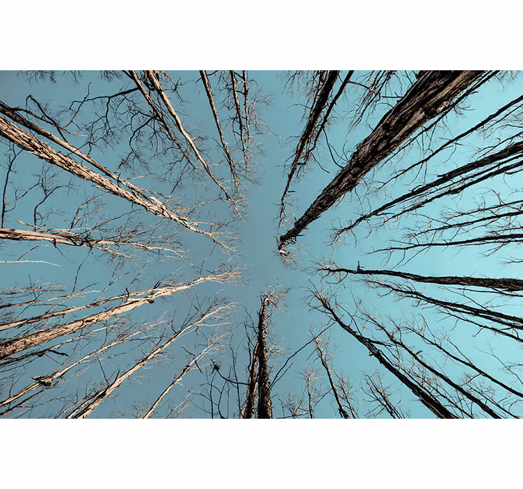 Bomen fotobehang bomen die de lucht bereiken - TenStickers