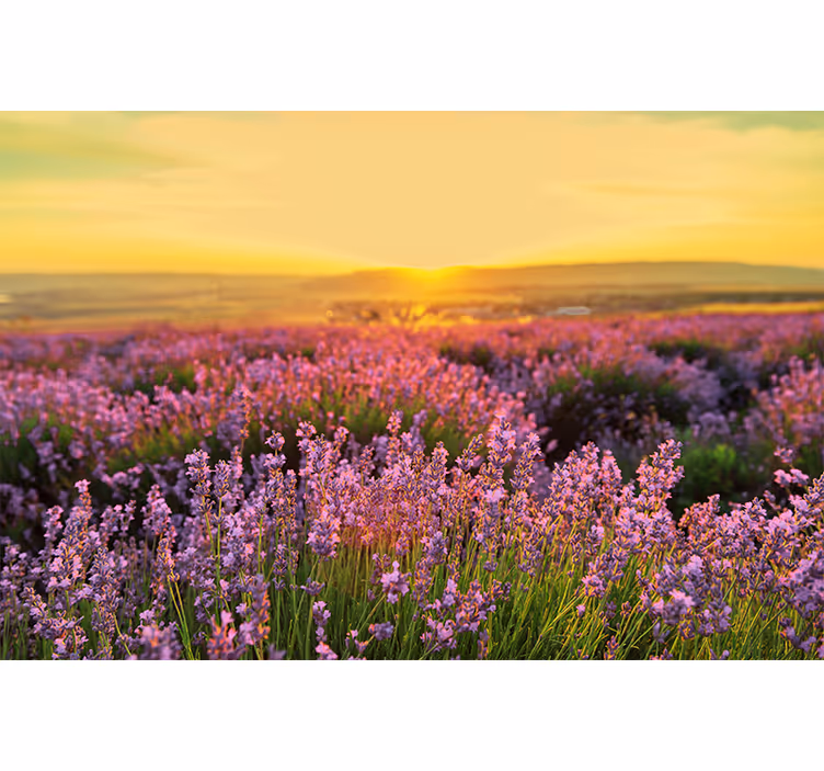 Fotobehang bloemen lavendelweide dusk - TenStickers