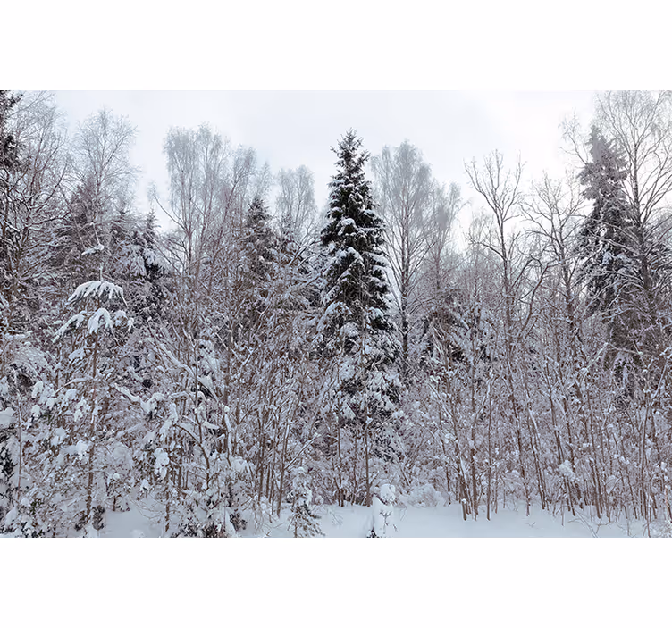 Foto behang bos winterse boslandschap - TenStickers