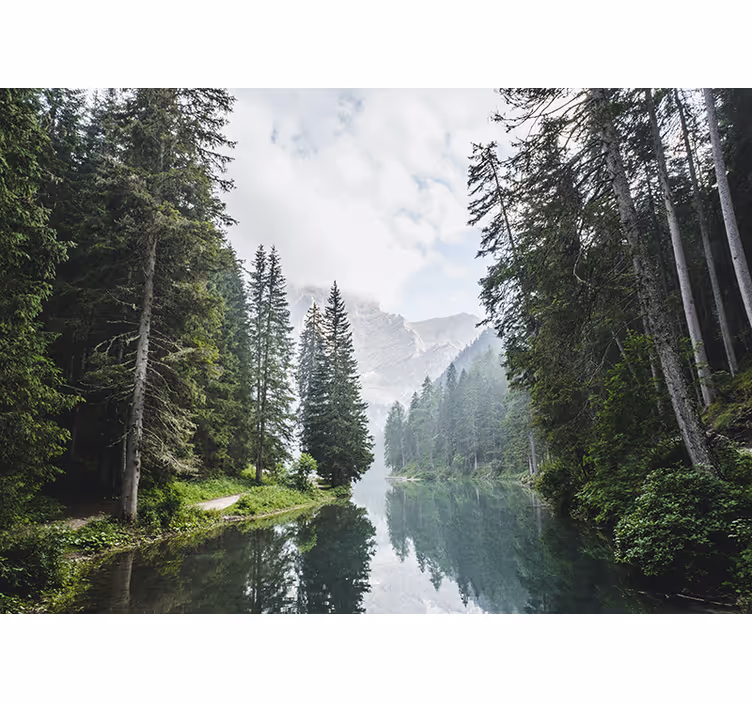 Fotobehang landschap rustige bos echo - TenStickers