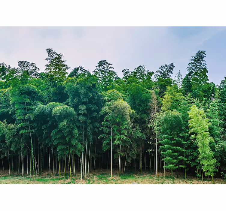 Foto behang natuur bamboebos landschap - TenStickers
