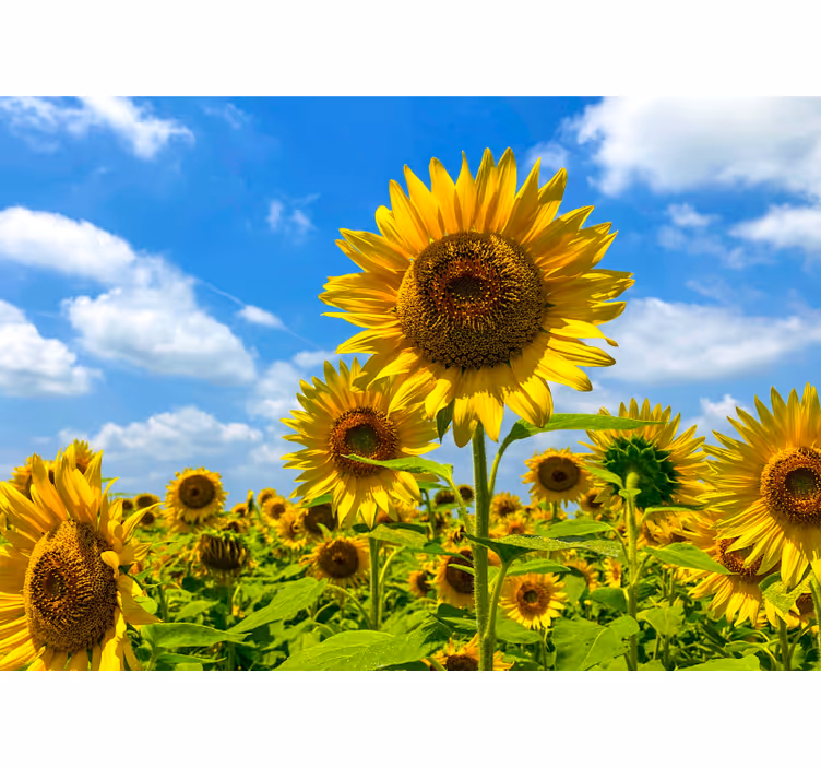Fotobehang bloemen zonnebloemveld scène - TenStickers