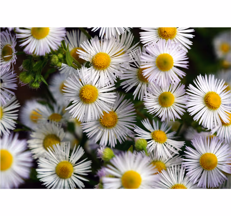 Fotobehang bloemen charmante witte margrieten - TenStickers