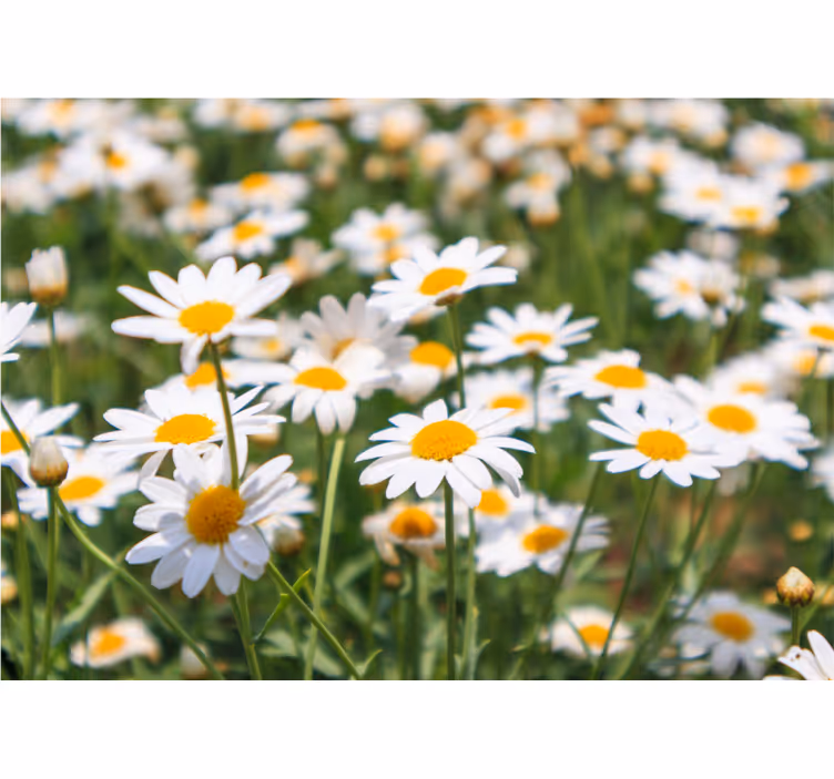 Fotobehang bloemen margrieten stralend in bloei - TenStickers