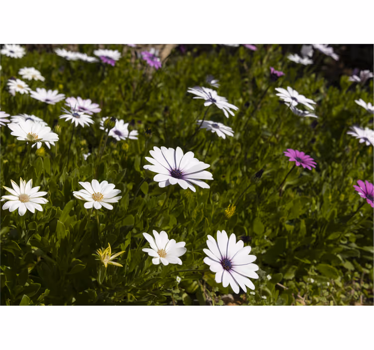 Fotobehang bloemen madeliefjes en groenen - TenStickers