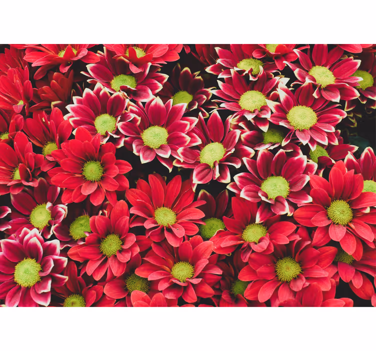 Fotobehang bloemen crimson bloesem compositie - TenStickers