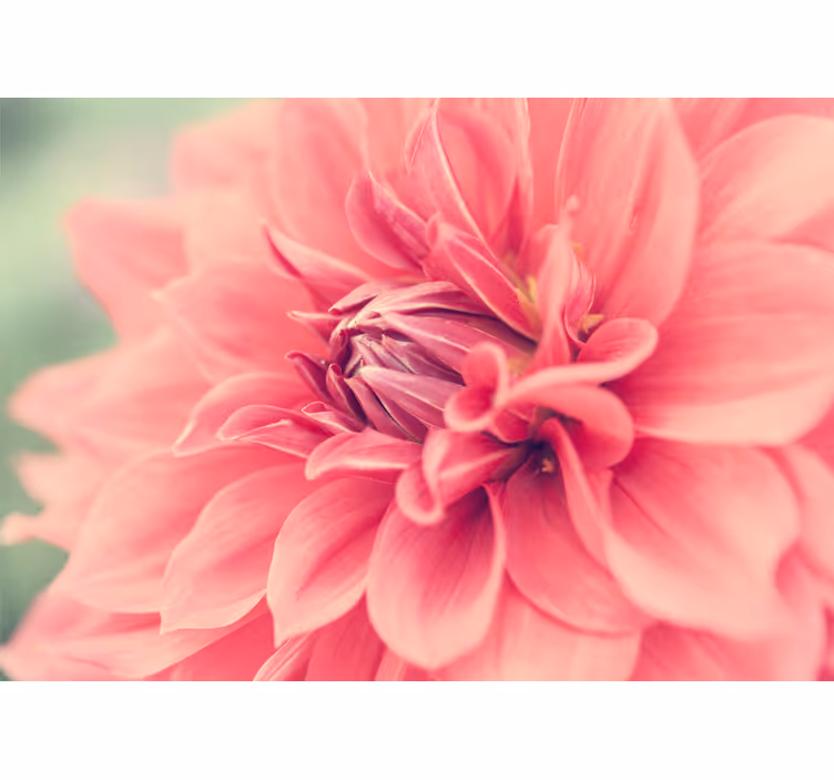Fotobehang bloemen vivace roze bloesem - TenStickers