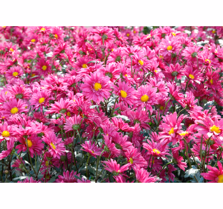 Fotobehang bloemen roze bloemenexplosie - TenStickers