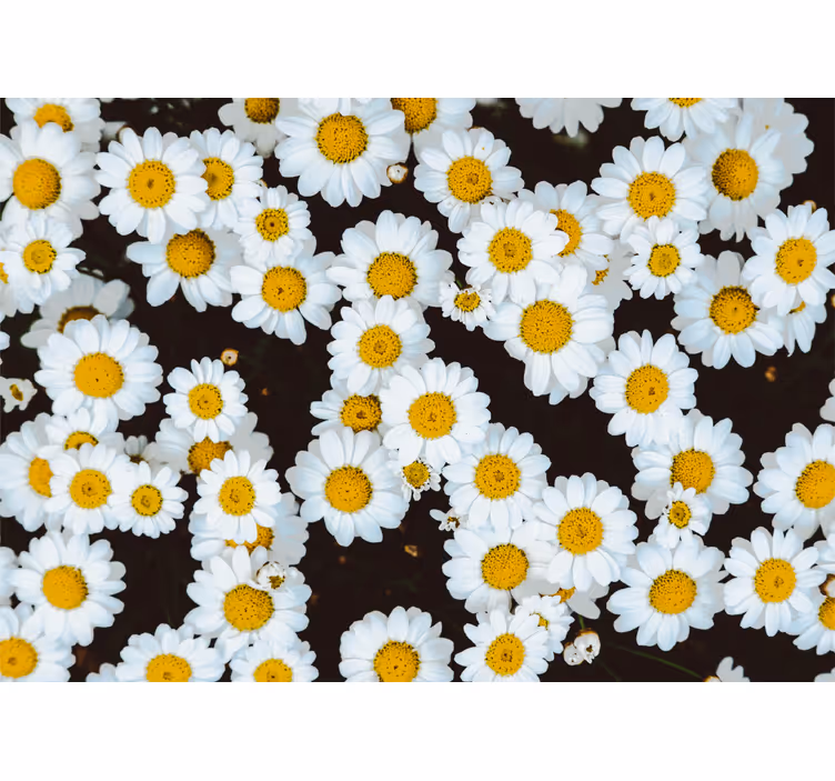 Fotobehang bloemen kamille bloemenpatroon - TenStickers