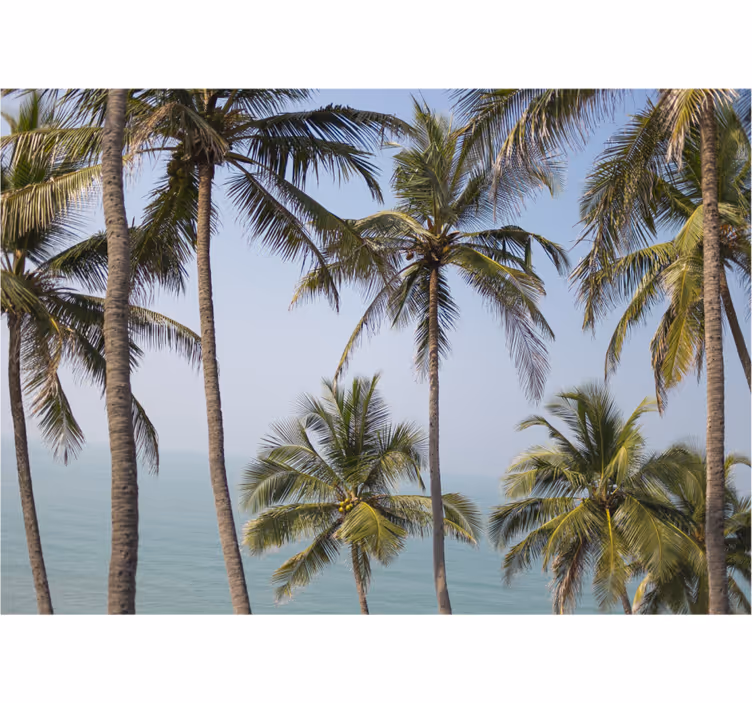 Foto behang natuur palmbomen landschap - TenStickers