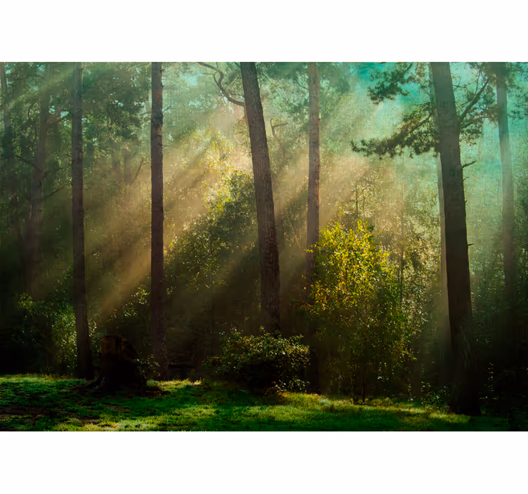 Foto behang bos betoverend boslandschap - TenStickers