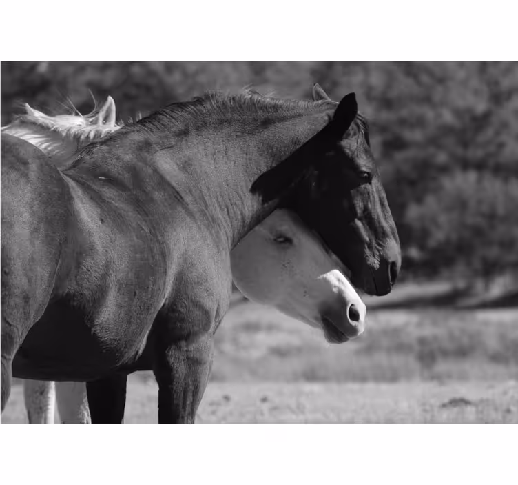 Fotobehang dieren paarden vriendschap - TenStickers