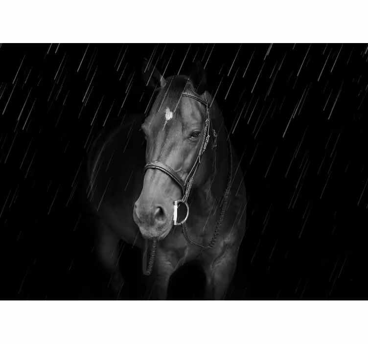 Fotobehang dieren regal paardenportret - TenStickers