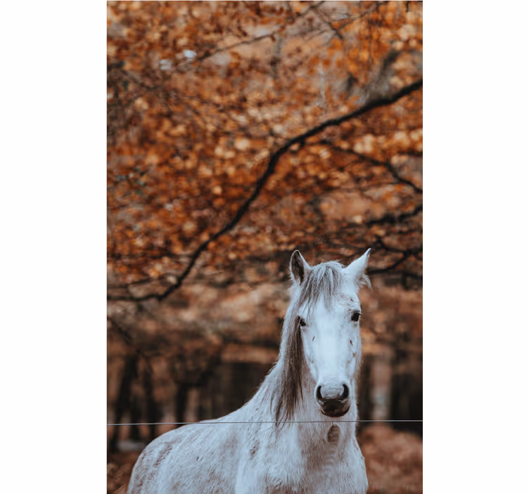 Majestueus wit paard fotobehang dieren - TenStickers