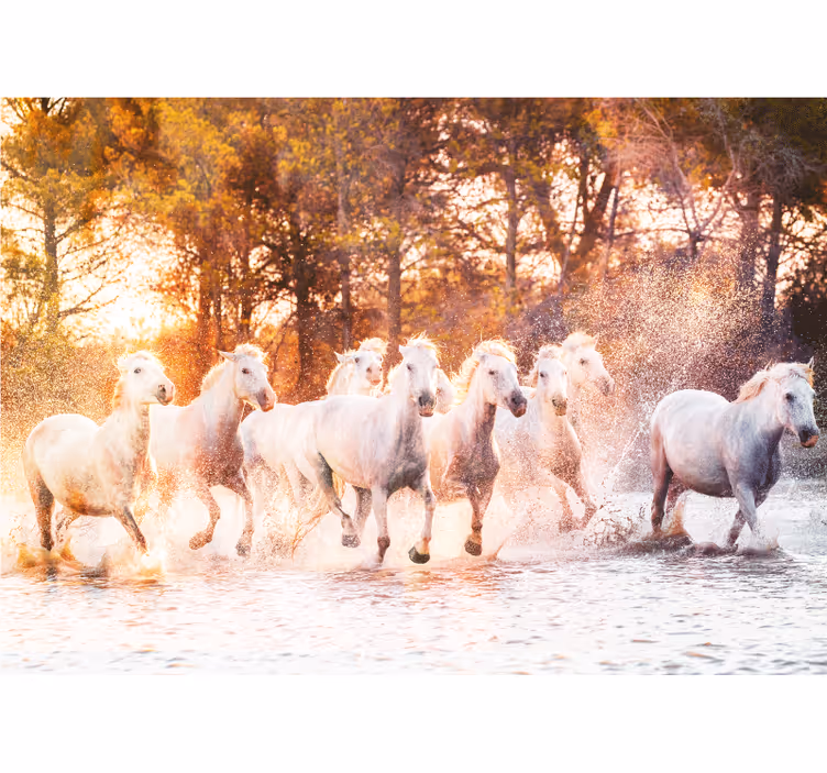 Fotobehang dieren majestueuze paarden in galop - TenStickers