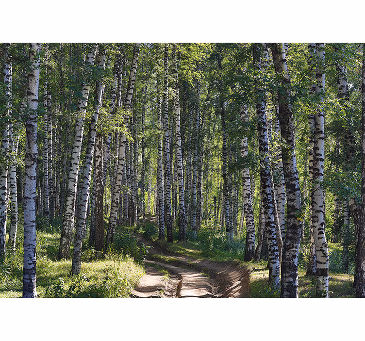 Foto behang natuur berkenbos in sereniteit - TenStickers