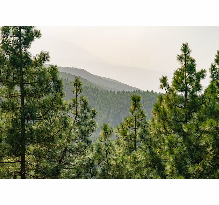 Foto behang natuur weelderig groen landschap - TenStickers