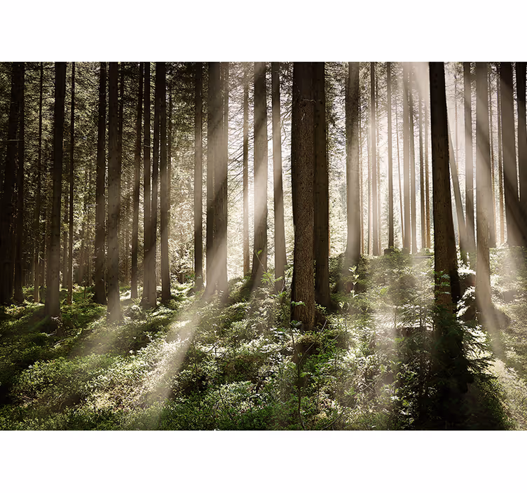 Foto behang bos stralende bosstralen - TenStickers
