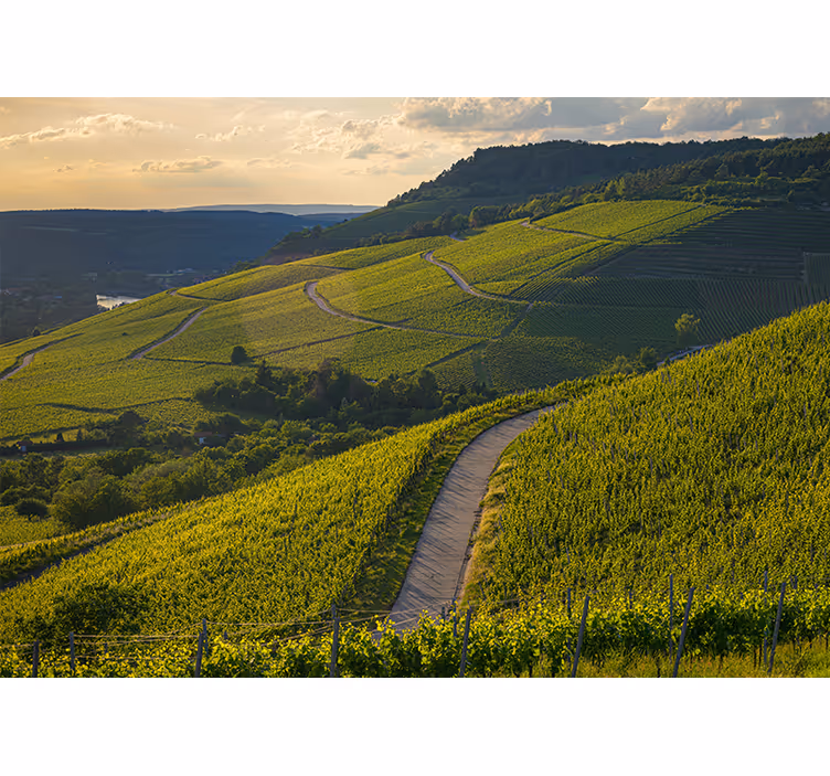 Fotobehang landschap wijngaardhellingen - TenStickers