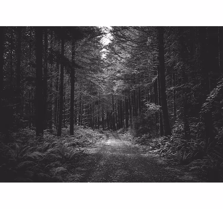 Foto behang bos serene bosweg - TenStickers