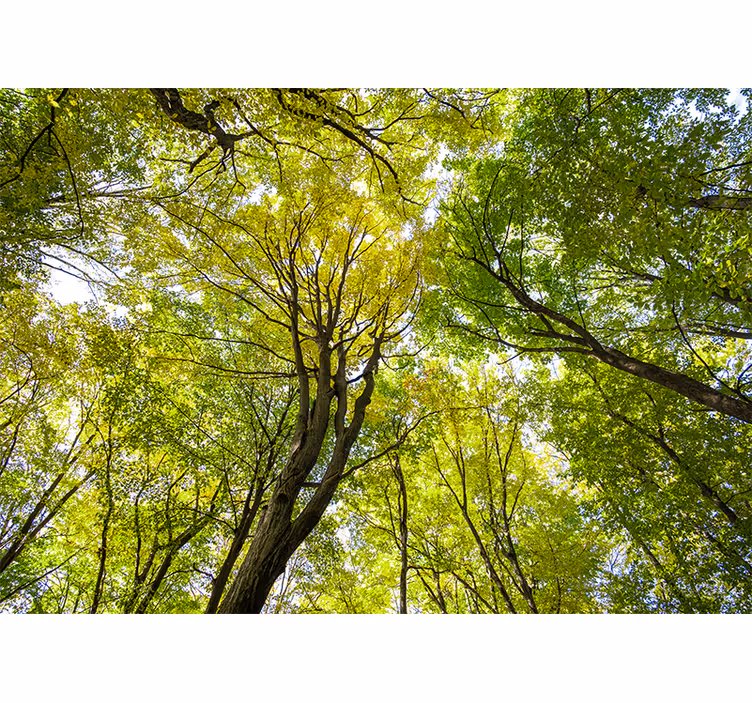 Foto behang natuur weelderige boskruin - TenStickers