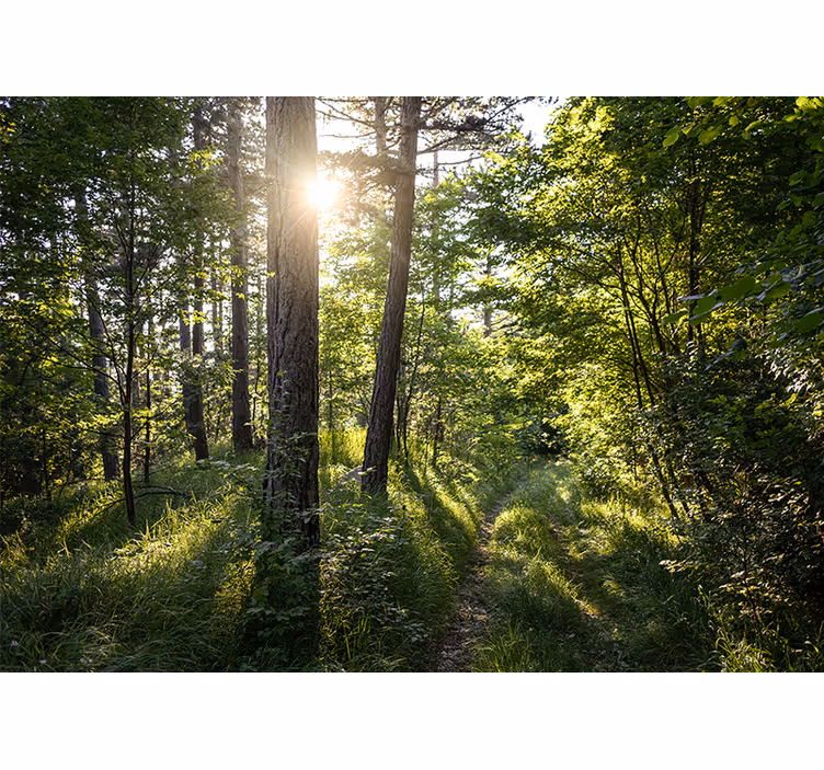 Foto behang natuur glanzend bospad - TenStickers