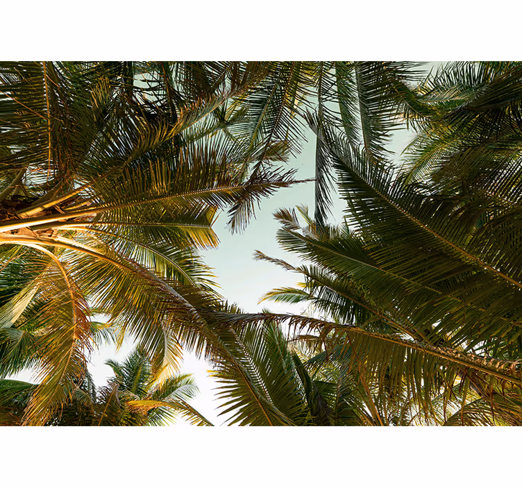 Foto behang natuur tropisch palmendak - TenStickers
