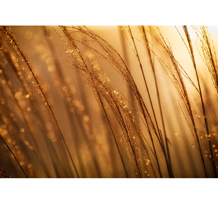 Foto behang natuur zacht gouden gras - TenStickers