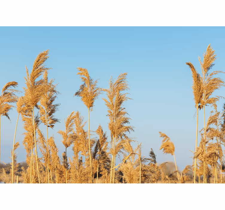 Foto behang natuur gouden grasvlakten - TenStickers