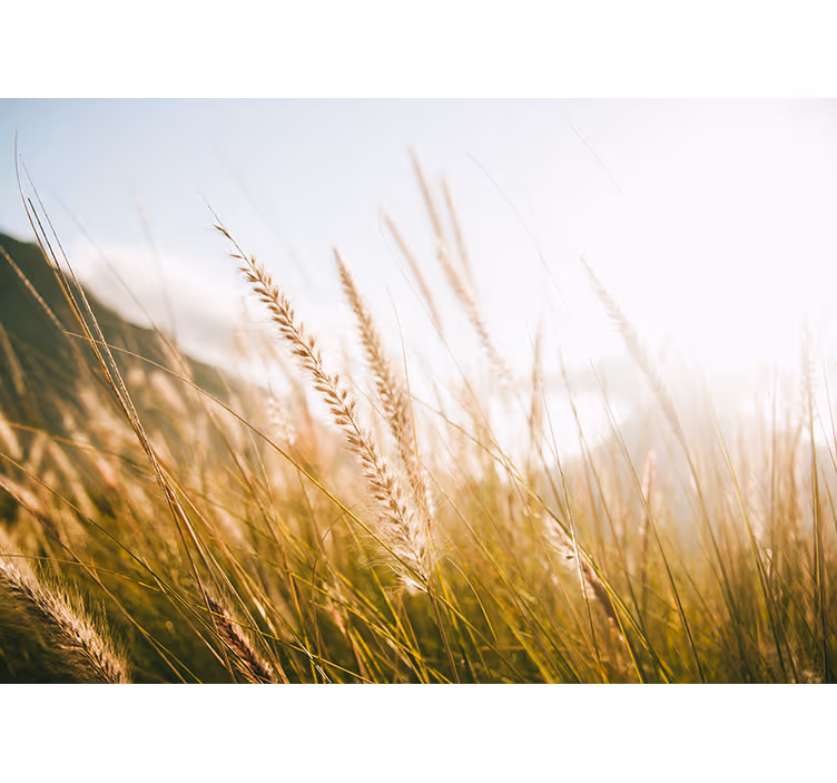 Foto behang natuur zachte grasbries - TenStickers
