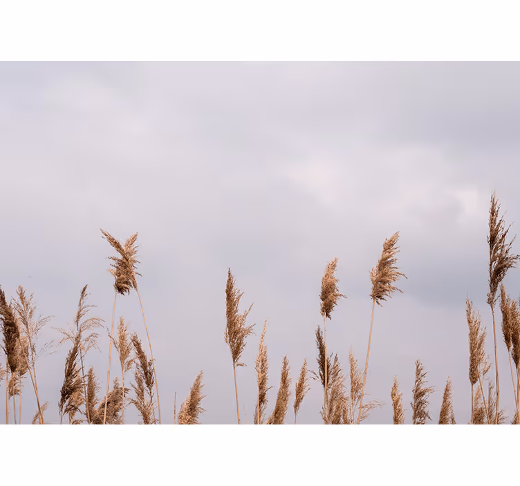 Bomen fotobehang hoge gras silhouetten - TenStickers