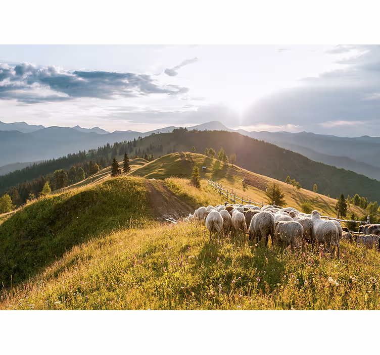 Fotobehang landschap schapen op de heuvel - TenStickers