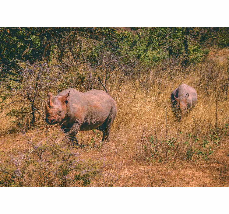 Fotobehang dieren neushoorns in grasland - TenStickers