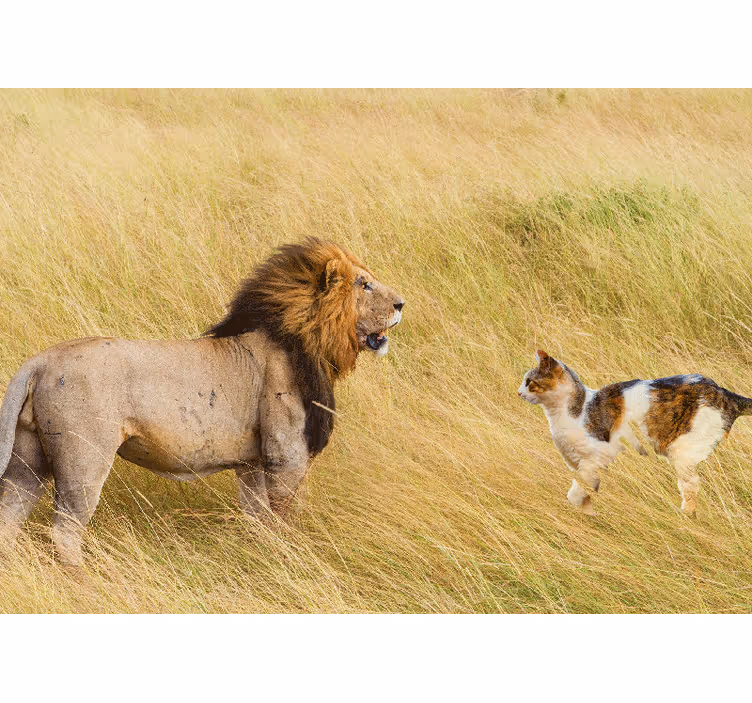 Fotobehang leeuwen leeuwenontmoeting met kat - TenStickers