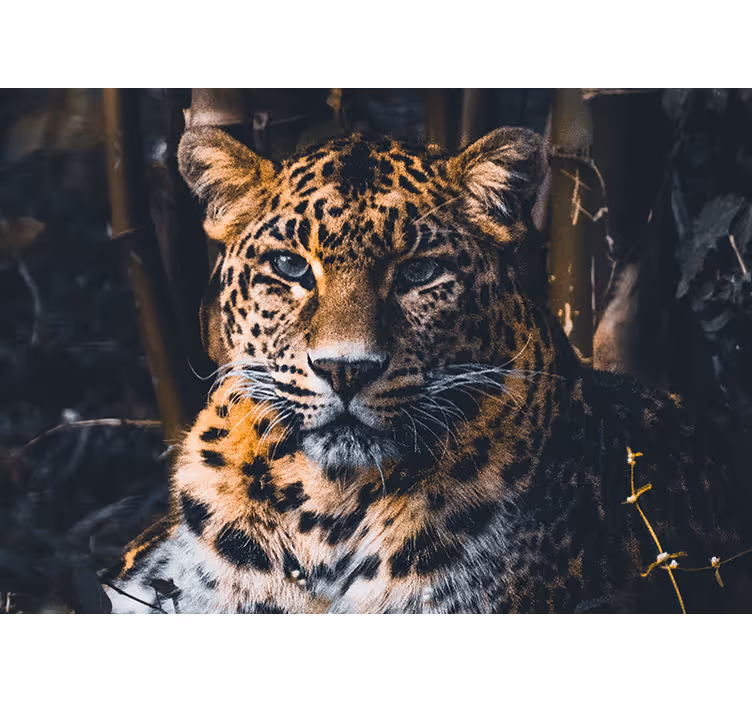 Woestijn foto behang Prachtige luipaard in het wild - TenStickers