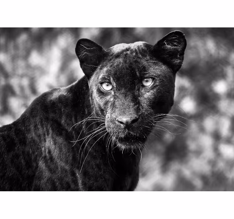 Fotobehang dieren zwart panter gezicht - TenStickers