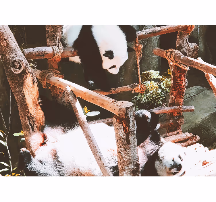 Fotobehang dieren panda speeltijd scène - TenStickers