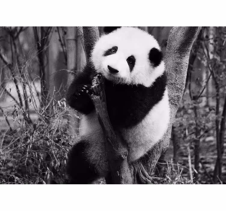 Fotobehang dieren panda in de boom - TenStickers